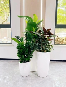 你了解宁波鄞州植物出租价格背后的秘密吗？